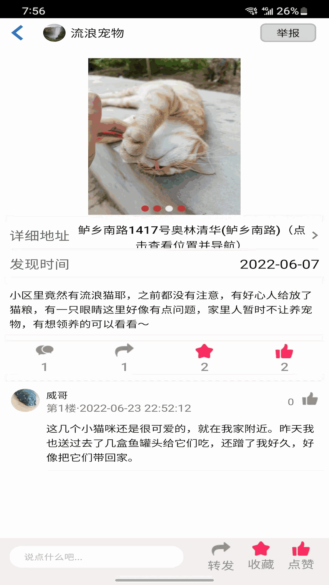 流浪宠物